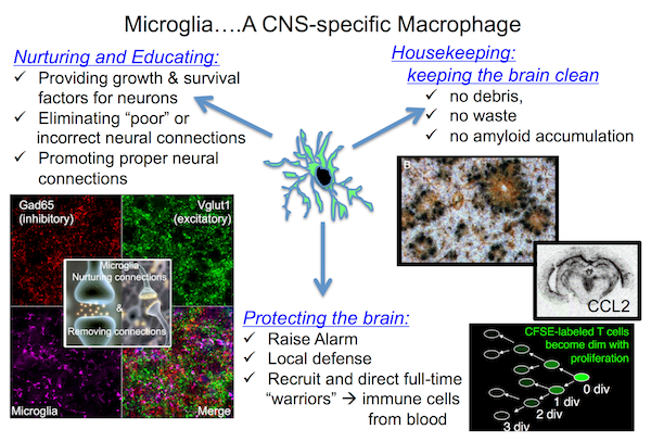 Microglia - A CNS-specific Macrophage